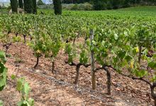Domaine de Valcolombe景点图片