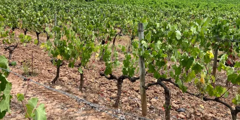 Domaine de Valcolombe