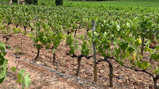 Domaine de Valcolombe