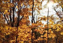 Hockley Valley Provincial Nature Reserve景点图片