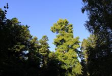 Hochdorfer Garten景点图片