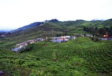 Agrowisata GUNUNG MAS Kebun Teh Walini景点图片