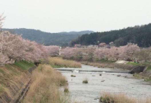 美波羅川千本桜景点图片