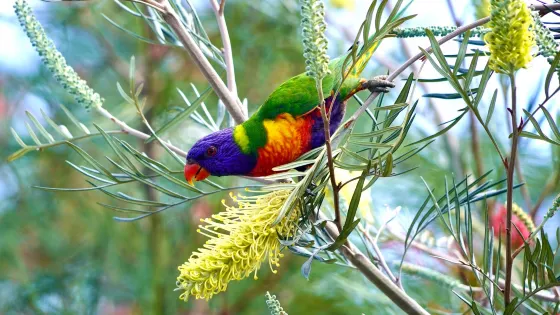 Berrinba Wetlands Park