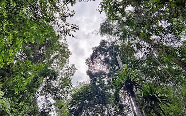 Bukit Hitam Nature Reserve