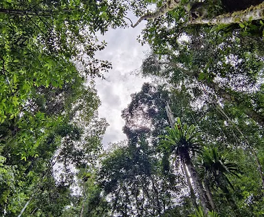 Bukit Hitam Nature Reserve