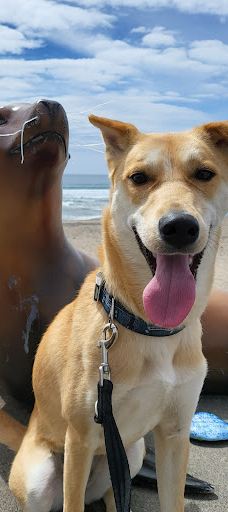 Public Beach Access 35th Street-林肯城