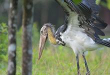 Wildlife Alliance Release Station景点图片