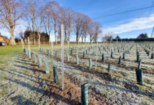 Vignoble des Templiers景点图片