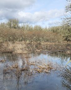 Jackson-Frazier Wetlands-本顿县
