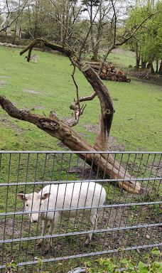 Wildgehege Marienhölzung-弗伦斯堡