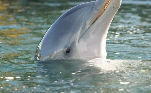 Island Dolphin Care