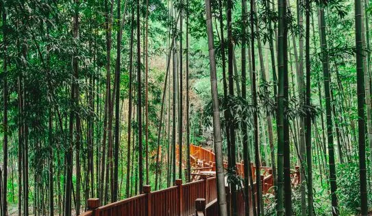 涼水竹園