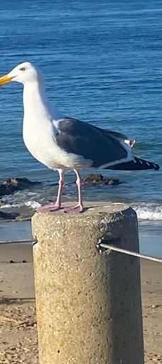 San Carlos Beach Park-蒙特雷