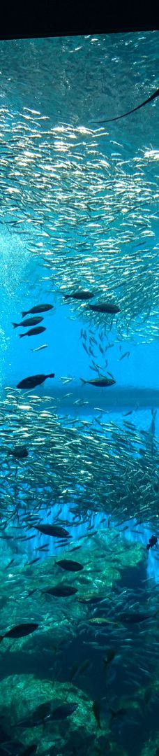 仙台海洋森林水族馆-仙台