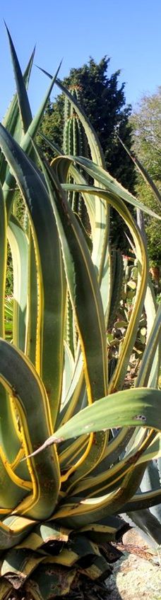 Jardí Botànic Tropical Paratge Pinya de Rosa-布拉内斯