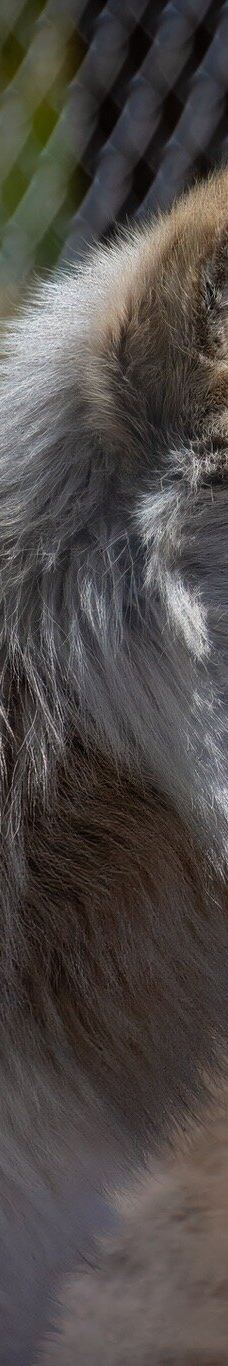 大熊湖动物园-大熊湖