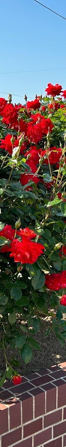 Yoshiumi Rose Park-今治市