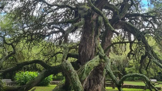 Algarrobo de los Aguero （Algarrobo Abuelo）