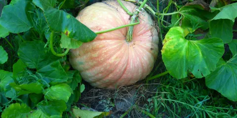 Parque de Lazer de Ourilhe