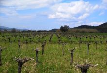 Mouzakis winery景点图片