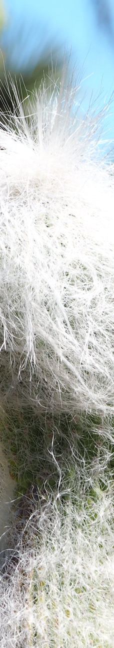 Arizona Garden-马里科帕