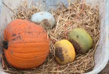 Pumpkin Jim’s景点图片