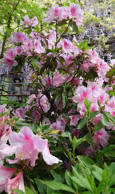 河内藤园-北九州