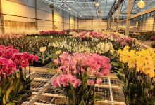 DBD Orchidea购物图片