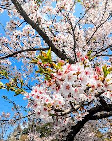Ōmori Park-横手市