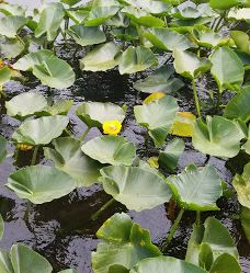 East Devil's Lake State Recreation Area-林肯县