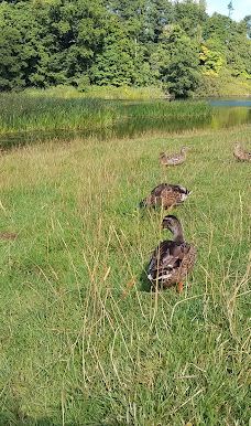 Duns Castle Nature Reserve-邓斯