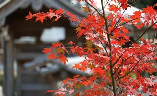 欣勝寺