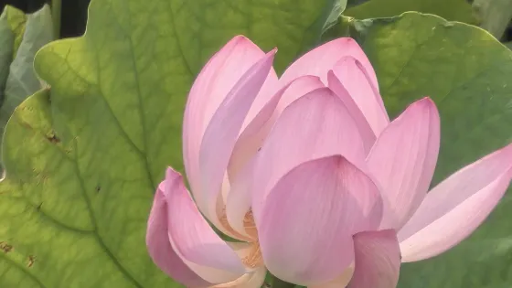 漳澤湖濕地十里風荷