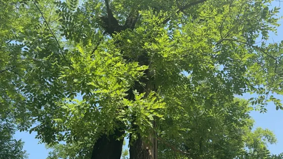 連理槐