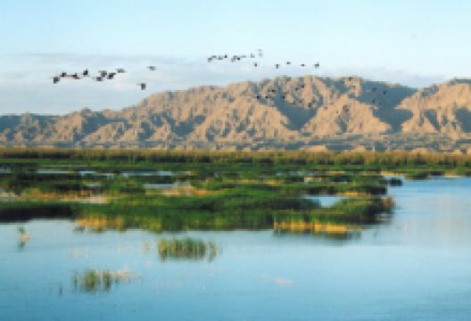 青铜峡鸟岛自然保护区景点图片