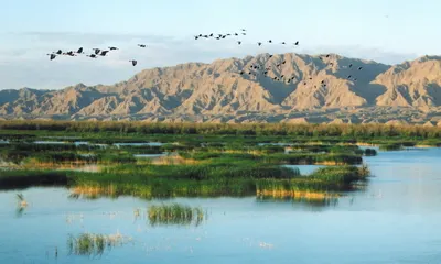 青銅峽鳥島自然保護區