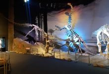Egidio Feruglio Paleontological Museum景点图片