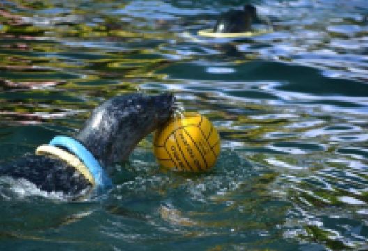 Palić Zoo景点图片