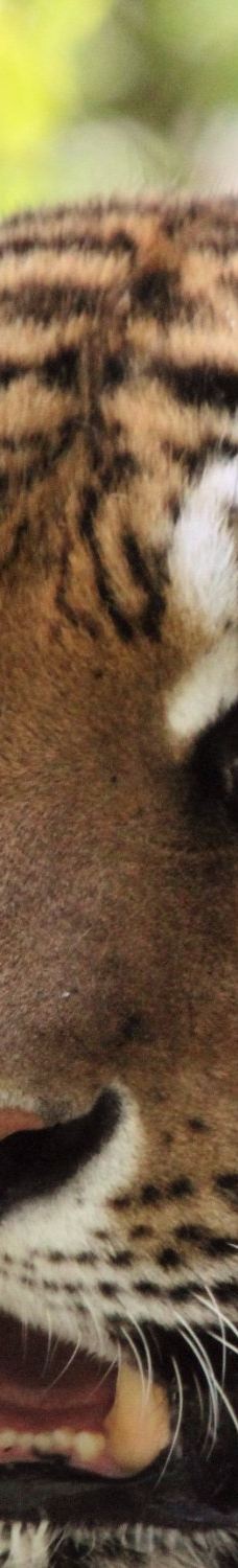 Öland Zoo and Amusement Park-默尔比隆阿