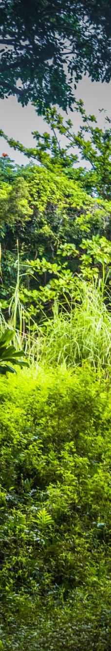 皮皮崴小径-茂宜县