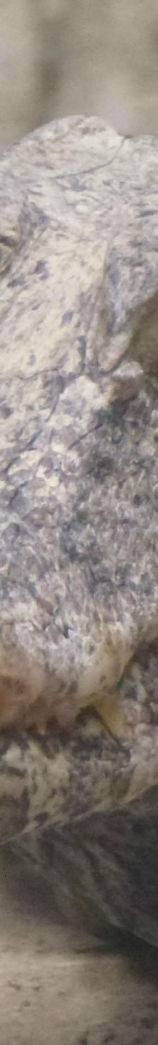 Naturbornholm-阿克尔科拜