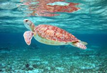 Doctor Dive Costa Maya购物图片