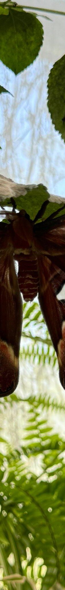 Casa delle Farfalle-米兰马瑞提那