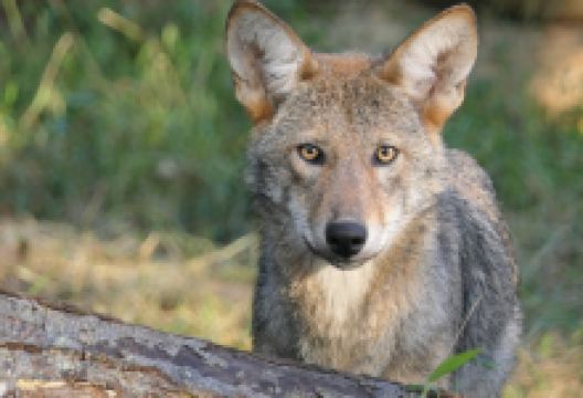 Wolf Conservation Center景点图片