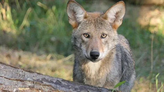 Wolf Conservation Center