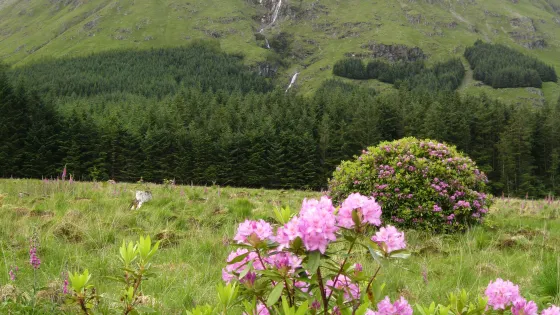 Glen Etive