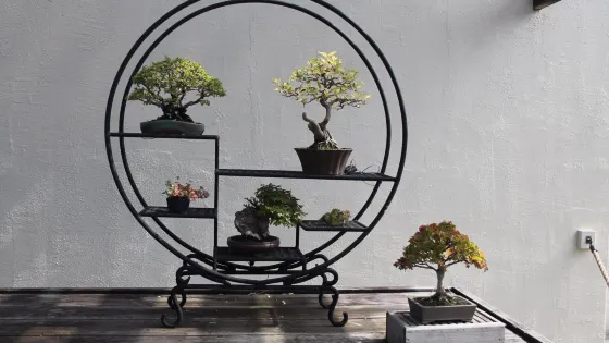 National Bonsai & Penjing Museum