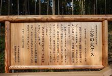 上谷(かみやつ)の大クス景点图片