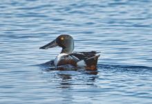 Bowdoin National Wildlife Refuge景点图片